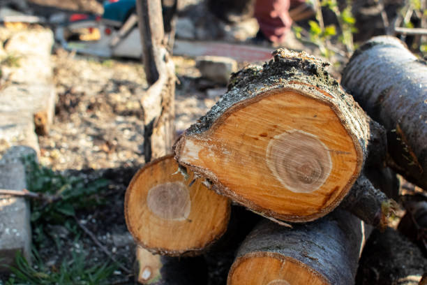 Trusted Yorkshire, VA Tree Care Experts